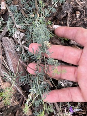 Dalea frutescens