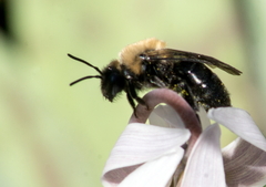 Andrena carlini