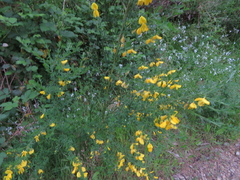 Genista monspessulana