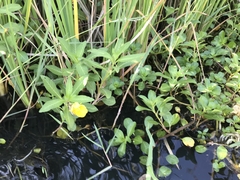 Ludwigia hexapetala