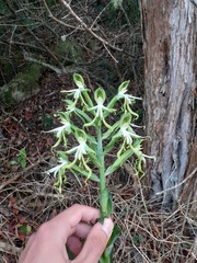 Bonatea speciosa