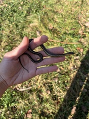 Thamnophis butleri