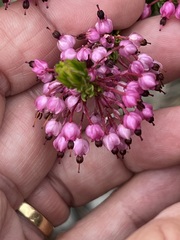 Erica gracilipes