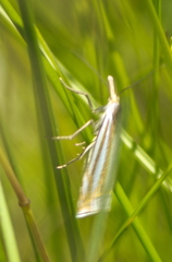 Crambus laqueatellus