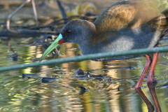 Pardirallus sanguinolentus