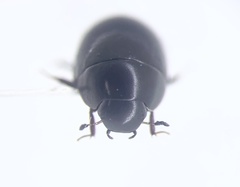 Coelostoma orbiculare