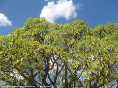 Phytolacca dioica