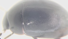 Coelostoma orbiculare