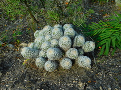 Mammillaria sphacelata