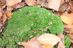 Dicranum montanum