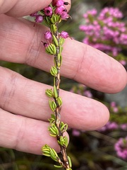 Erica gracilipes