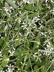 Euphorbia graminea