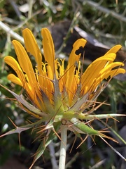 Berkheya barbata
