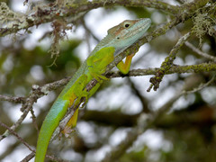 Anolis heterodermus