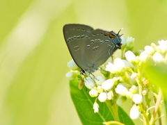 Satyrium edwardsii