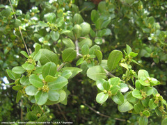 Scutia buxifolia