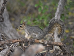 Sciurus