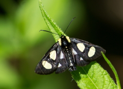 Alypia octomaculata
