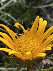 Berkheya barbata