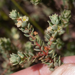 Clutia alaternoides