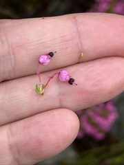 Erica gracilipes