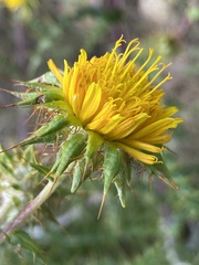 Berkheya heterophylla