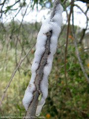 Cephisus siccifolius
