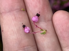 Erica gracilipes