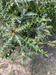 Berkheya heterophylla