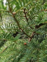 Harmonia axyridis
