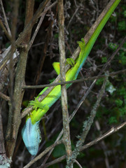 Anolis heterodermus