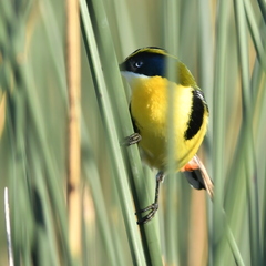 Tachuris rubrigastra