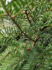 Harmonia axyridis