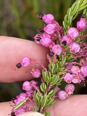 Erica gracilipes