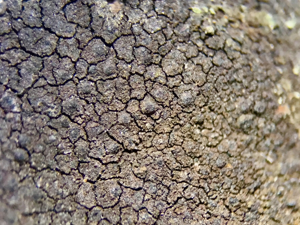 Verrucaria umbrinula