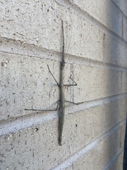 Megaphasma denticrus