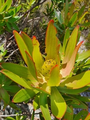 Leucadendron gandogeri