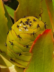 Leucadendron gandogeri