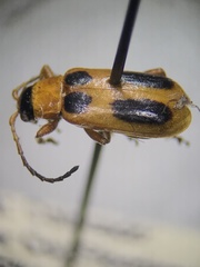 Phyllobrotica decorata