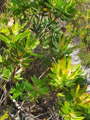 Leucadendron gandogeri