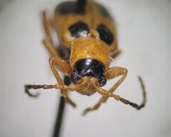 Phyllobrotica decorata