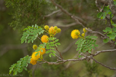 Leucaena retusa