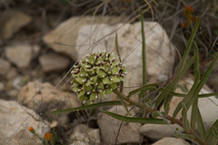 Asclepias asperula