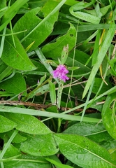 Centaurea jacea