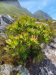 Leucadendron gandogeri