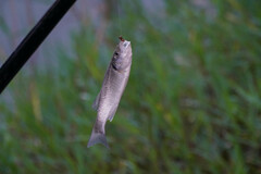 Dicentrarchus labrax