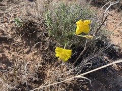 Oenothera hartwegii