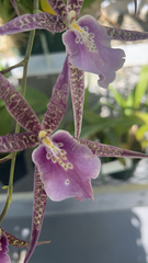 Vandoideae