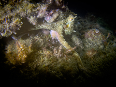 Octopus vulgaris