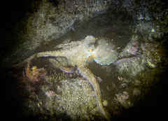 Octopus vulgaris